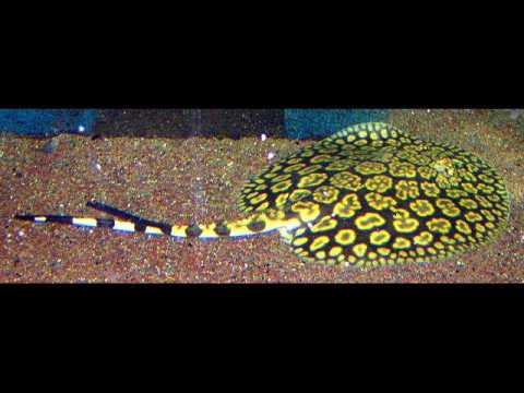 Potamotrygon schroederi (скат цветок)