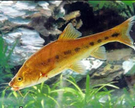 Sinocyclocheilus grahami tingi