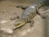 Крокодильчики из Хамат-Гадер, сентябрь 2008 
