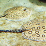 Potamotrygon motoro