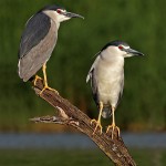 Кваквы (Nycticorax nycticorax), долина Хула, Офер Леви