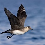 Поморник (Stercorarius pomarinus ), Эйлат, Ави Меир