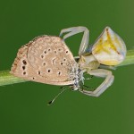 Паук-бокоход (Thomisus onustus ) кушает бабочку, Бейт-Шемеш, Ури Колькер