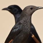 Длиннохвостые скворцы (Onychognathus tristramii), Мёртвое Море, Асаф Гавра.