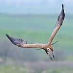 Белоголовый сип (Gyps fulvus), заповедник Гамла, Пабло Родав