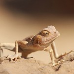 Пустынная агама (Trapelus pallidus), горы Негева, Нимрод бен-Арон