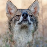 Золотистый шакал, Шфелат Ехуда, Шрага Алон
