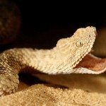 Ложнорогатая гадюка (Pseudocerastes persicus), Западный Негев, Нимрод Бен-Арон