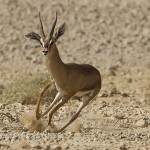 Ханаанская газель, Gazella gazella, Арава, Аяль Бартов.