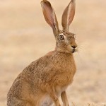 Дикий кролик, Oryctolagus cuniculus, Шфелат Ехуда, Дани Лардо.