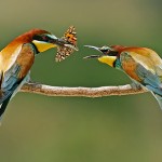 Золотистыея щурки, Merops apiaster, центр, Давид Даниэль