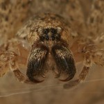 Самка паука Zoropsis, юг, Амир Винштейн.
