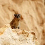 Капский даман или скальный кролик, Procavia capensis, ручей Барак, Надав Ханаан