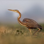 Рыжая цапля, Ardea purpurea, Хацор, Моше Коэн.
