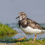 Камнешарка, Arenaria interpres, Акко, Миха Мендель