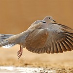 Кольчатая горлица, Streptopelia decaocto, Негев, Мошавей Саде, Дов Клаи