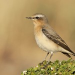 Каменка европейская, Oenanthe oenanthe, Лотан, Галь Шон