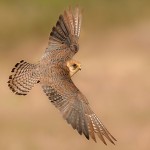 Кобчик, Falco vespertinus, долина Хевер, Амир Аялон