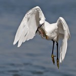Большая белая цапля (Ardea alba), посёлок Масрик, Аяль Амар