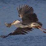 Серая цапля ( Ardea cinerea), водохранилище Михаэль, Арон Шимшон