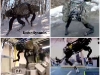 big_dog